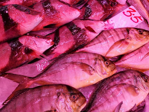 Fleurs de cbd : solutions naturelles pour apaiser les stéréotypies